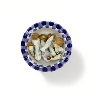 penis envy mushrooms